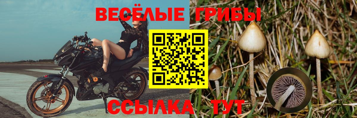 Галлюциногенные грибы Cubensis Кузнецк